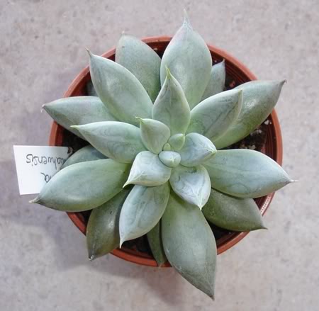 echeveriachihuahuensis10_2008.jpg