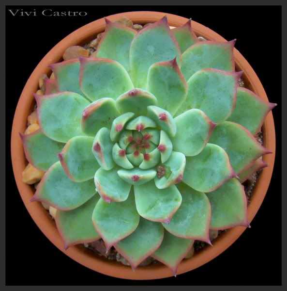 Echeveriacolurata_593x600.jpg