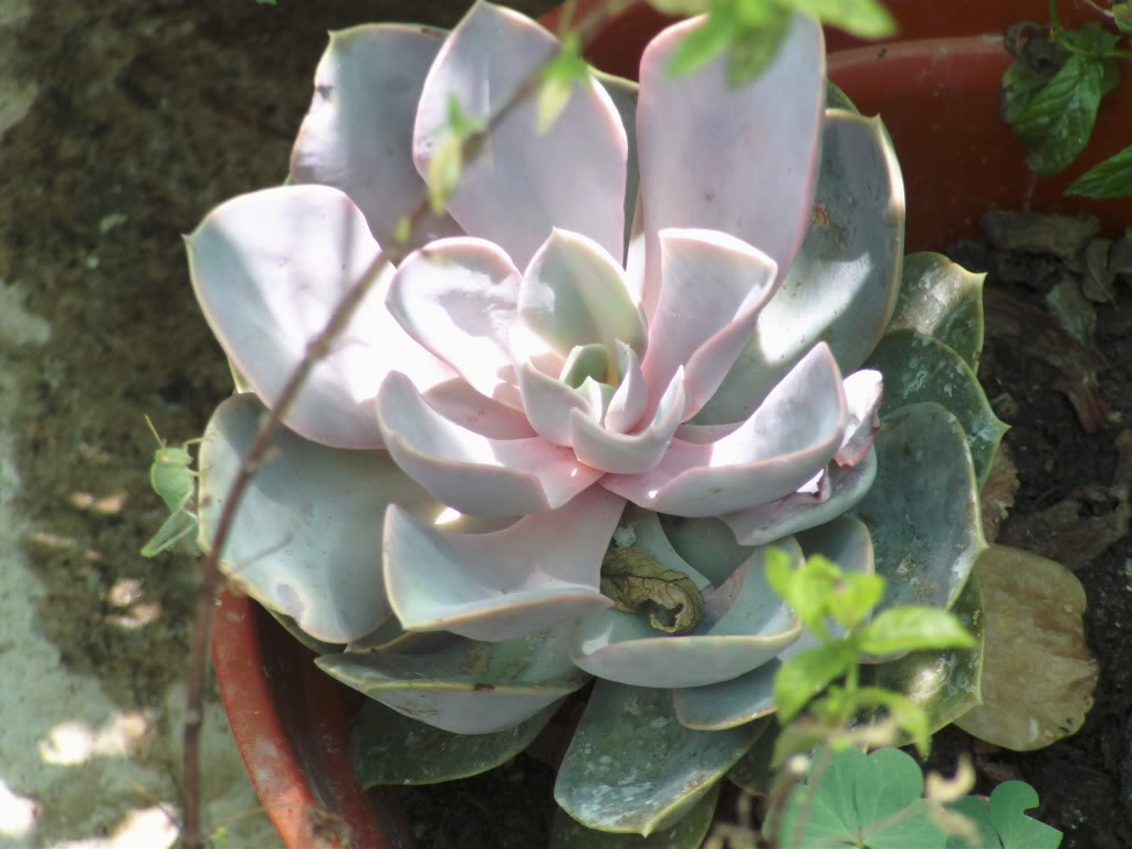 echeveriaconsaltamontes.jpg
