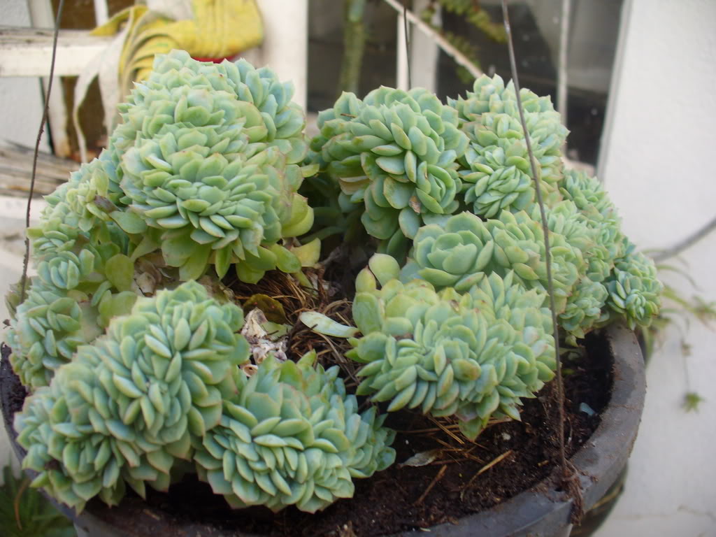 echeveriacristata.jpg