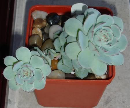 echeveriaderenbergii10_2008a.jpg