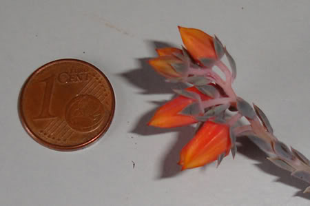 echeveriadiffractens2009_01d.jpg
