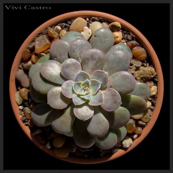 Echeveriadisfragans2_600x600.jpg