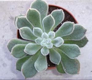 echeveriadoristaylor-1.jpg
