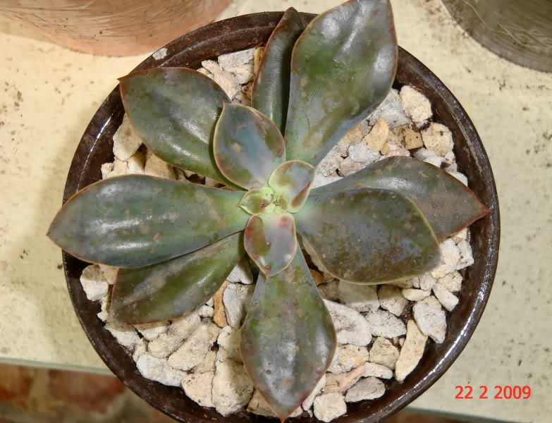 Echeveriagibbifloravarmetlica3_783x.jpg