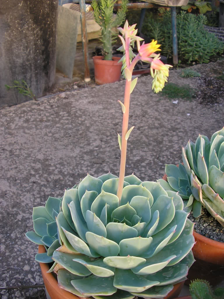 echeveriaglacilisflor.jpg