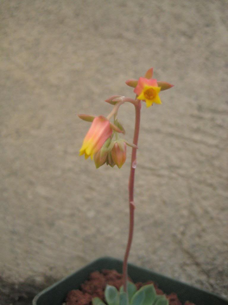 echeveriaglobulosa2.jpg