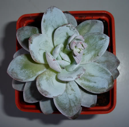 echeverialaui02_2008-1.jpg