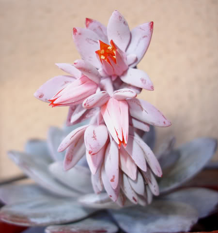 echeverialaui05_2008a.jpg
