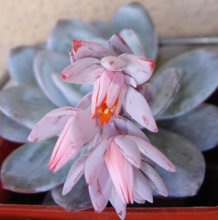 echeverialaui05_2008b.jpg