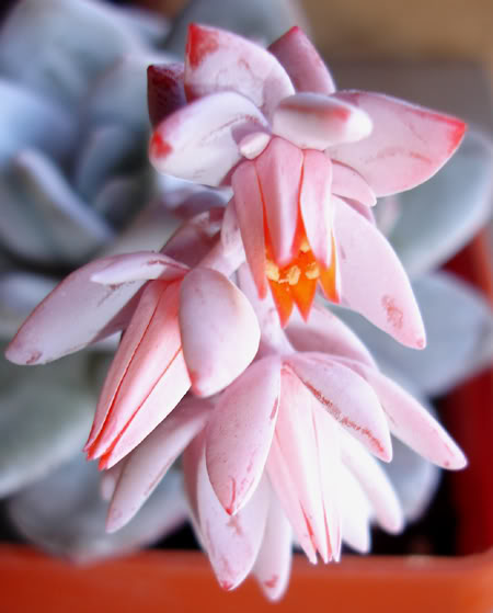 echeverialaui05_2008c.jpg