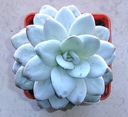 echeverialaui08_2008-1.jpg
