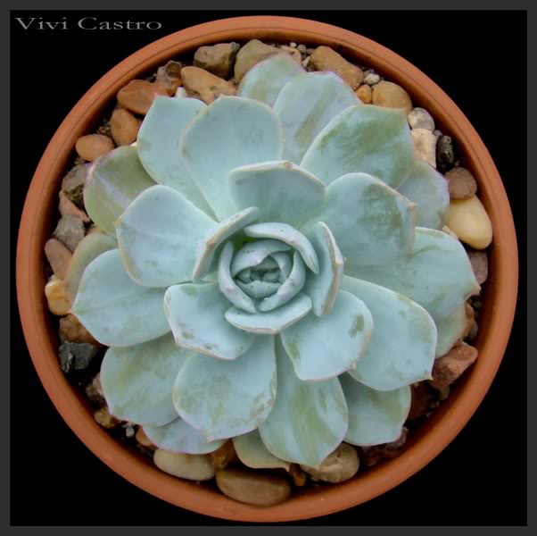 Echeverialaui_602x600.jpg