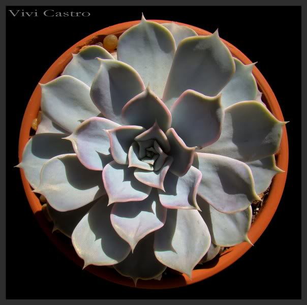 Echeverialilacina_604x600.jpg