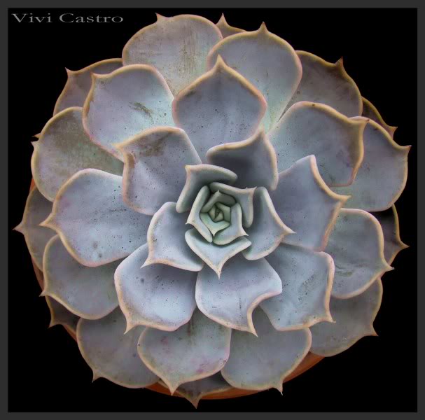 Echeverialilacina_607x600.jpg