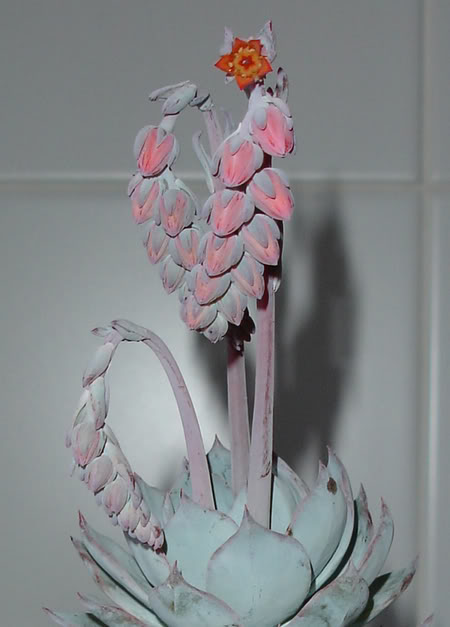 echeveriamorningbeauty06_2008e.jpg