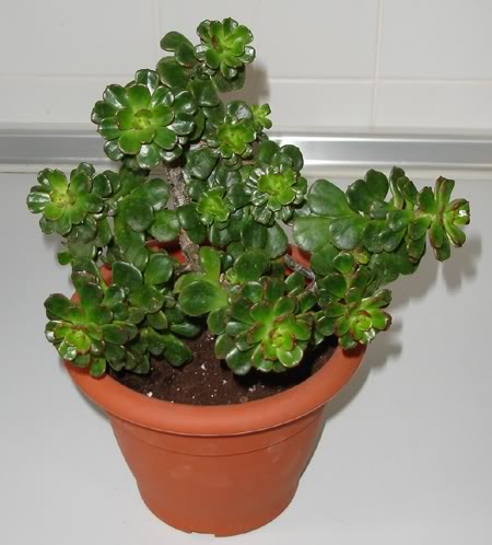 echeveriamulticaulis11_2008.jpg