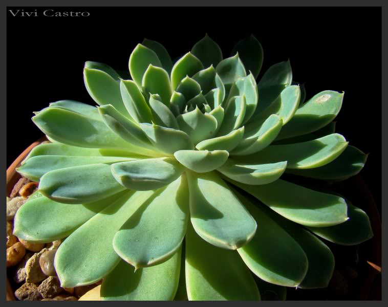 EcheveriaNN2_758x600.jpg