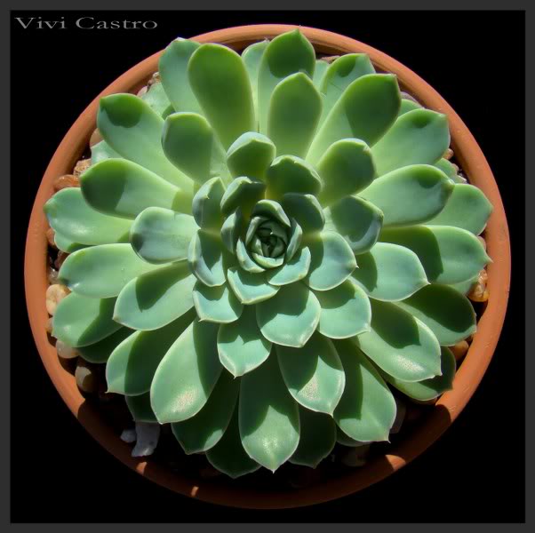 EcheveriaNN3_602x600.jpg