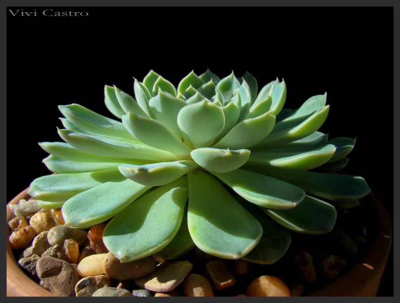 EcheveriaNN_791x600.jpg