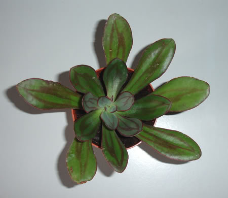echeverianodulosa04_2008.jpg