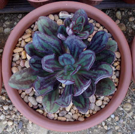 echeverianodulosa07_2008.jpg