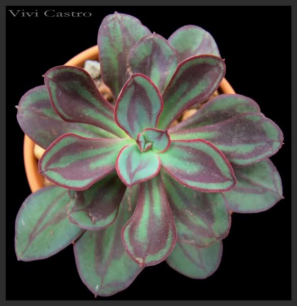 Echeverianodulosa_583x600.jpg