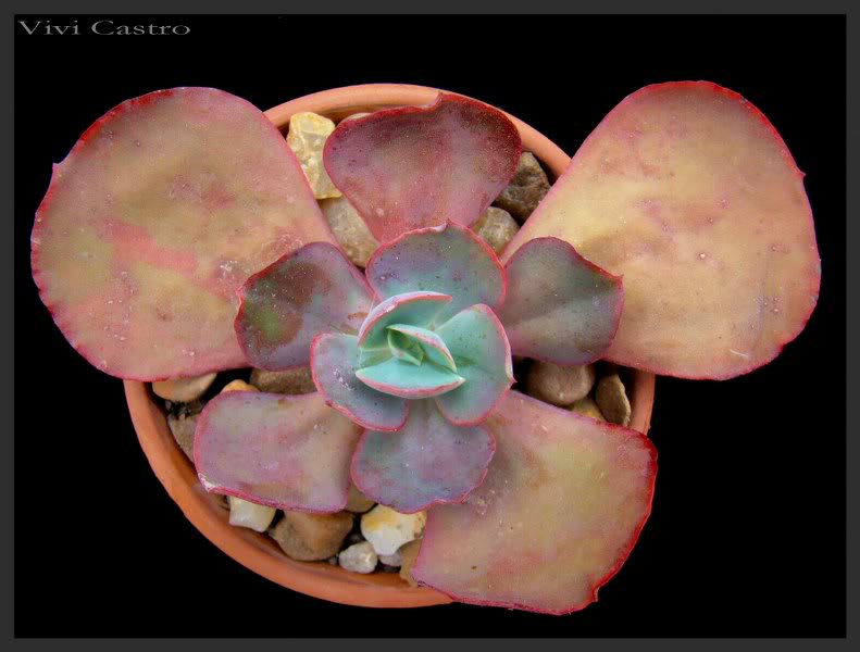EcheveriaPaulBunyon_791x600.jpg
