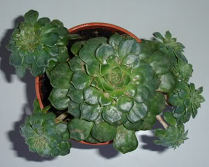 echeveriapeacocky10_07.jpg