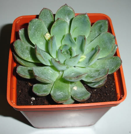 echeveriapulidonis02_2008.jpg