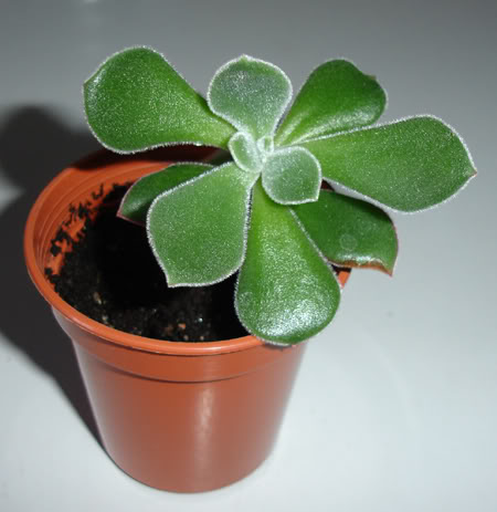 echeveriapulvinata05_2008.jpg