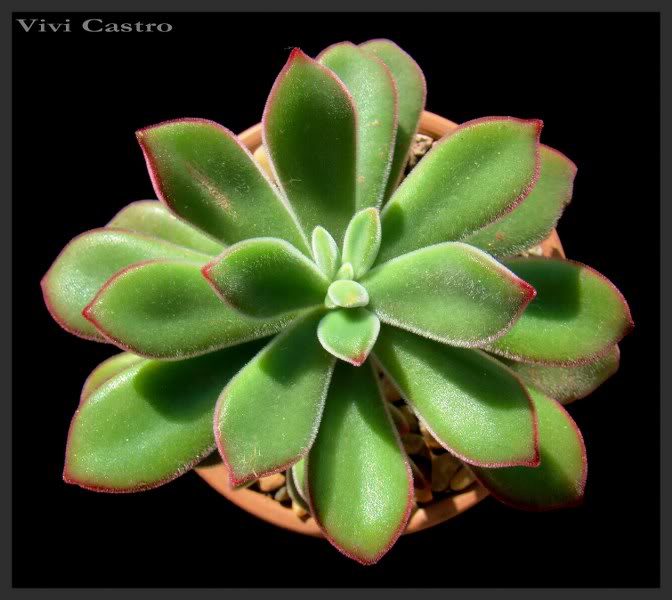Echeveriapulvinata_672x600.jpg