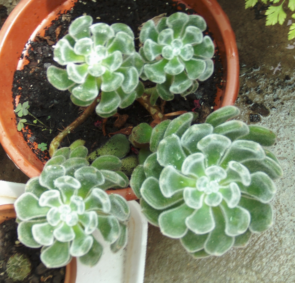 echeveriapulvinataagosto.jpg