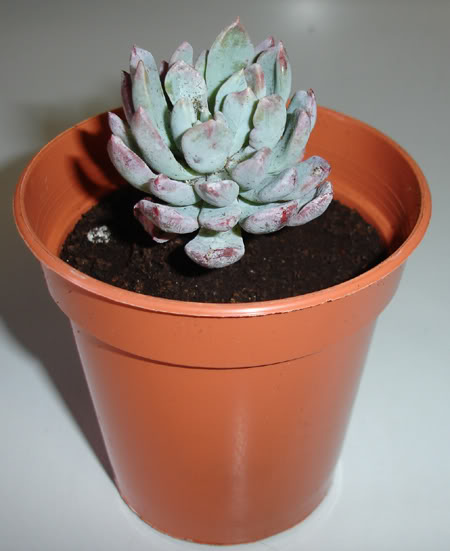 echeveriapurpurosum03_2008b.jpg