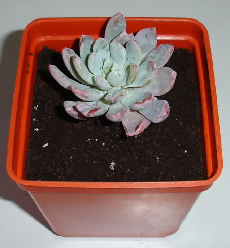echeveriapurpurosum03_2008d.jpg