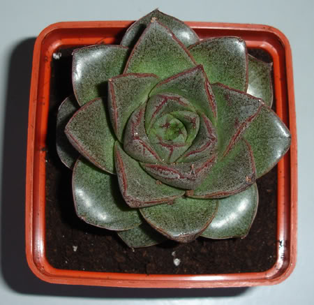 echeveriapurpusorum106_2008a.jpg