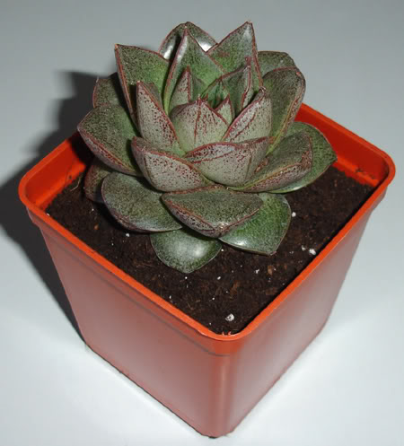 echeveriapurpusorum106_2008b.jpg