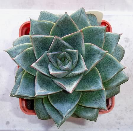 echeveriapurpusorum10_2008.jpg