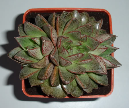 echeveriapurpusorum206_2008a.jpg