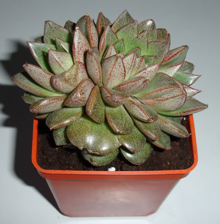 echeveriapurpusorum206_2008b.jpg