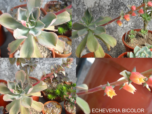 ECHEVERIAS1-3.jpg