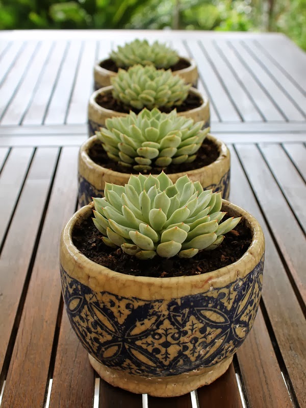 echeverias2.jpg