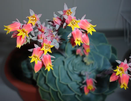 echeveriasecunda06_2008.jpg