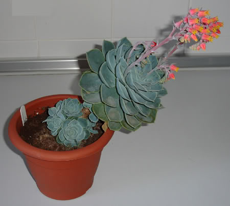 echeveriasecunda06_2008a.jpg