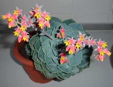 echeveriasecunda06_2008b.jpg