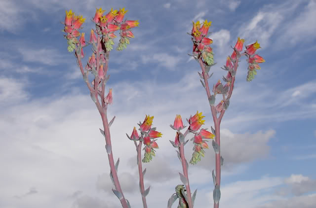 echeveriasecunda07_2008f.jpg