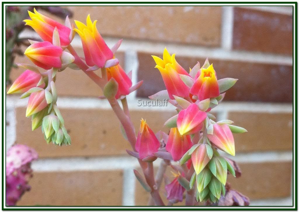 EcheveriaSecundaglauca-Flor_zpsbd2b9a21.jpg