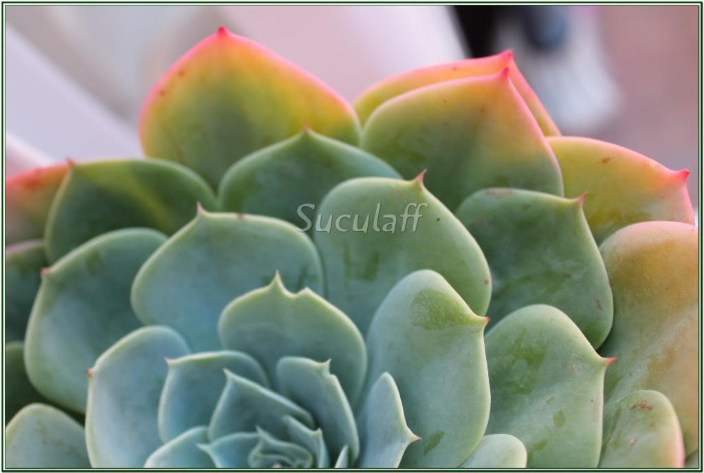 EcheveriaSecundaGlauca2_zps751f9468.jpg