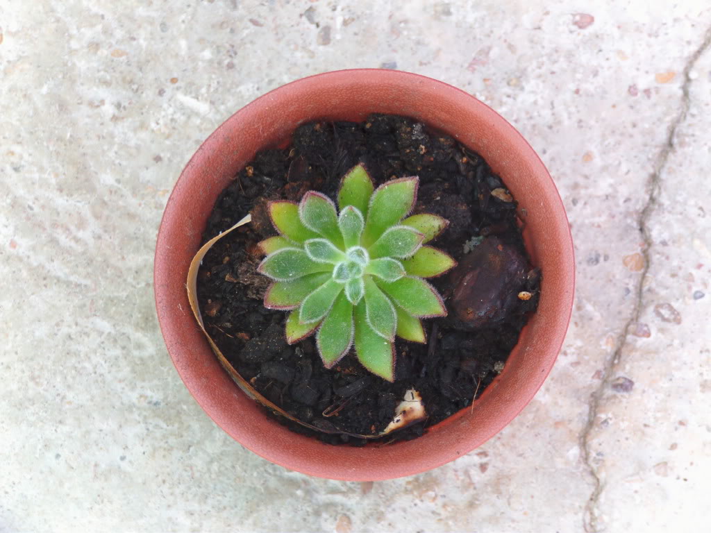 echeveriasetoliverplantadelda.jpg