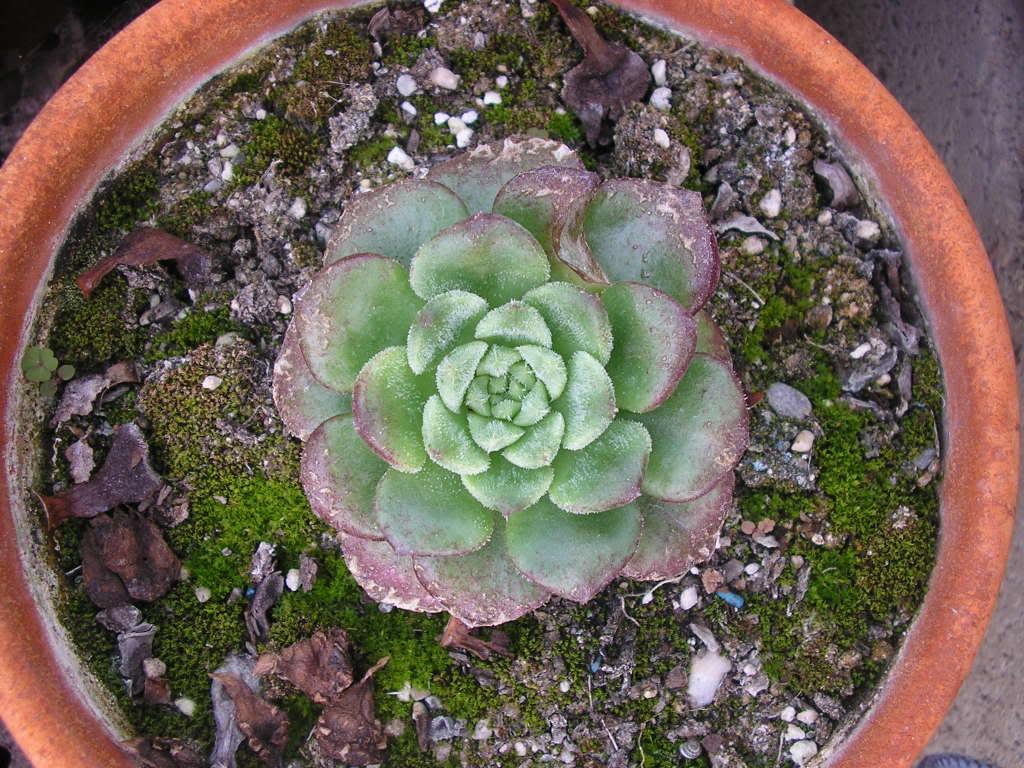 echeveriasetosa.jpg